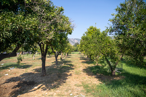 citrus, grape, lemon, citrus orchards and olive tree