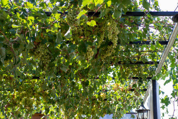 Mediterranean fruits, citrus, grape, lemon, citrus orchards and olive tree