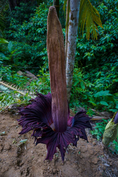 istock Amorphophallus titanum 1422497246