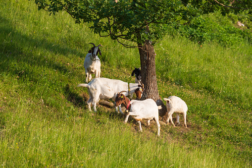 White goats graze on the hillside in the pasture.