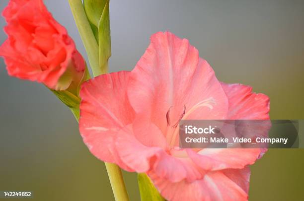 Gladiole Stockfoto und mehr Bilder von Bunt - Farbton - Bunt - Farbton, Einzelne Blume, Fotografie