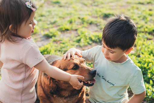 Schoolboy and his little baby sister playing with family dog in garden. Activity relationship. Happy childhood. Smiling happy child. Happy family.