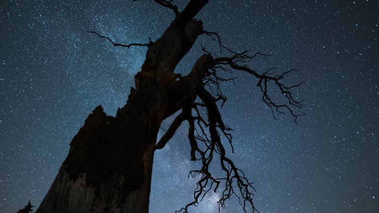 Tree under the milky way - Time lapse