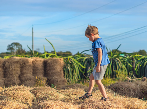 Boy blue t-shirt smile play climbs on down haystack bales of dry hay, clear sky sunny day. Outdoor kid children summer leisure activities. Concept happy childhood countryside, air close to nature.