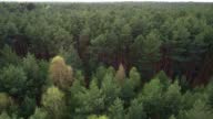 istock Flight over the forest. Tall trees. The view from the helicopter. Helicopter search. Forward camera movement at different altitude. Version 9 1422504029