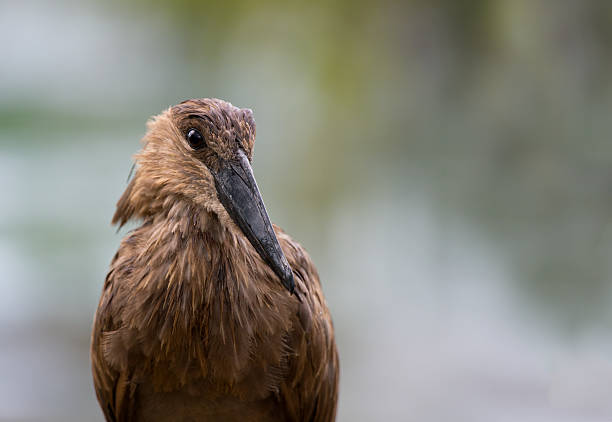 African Hammerkop against a stunning background stock photo