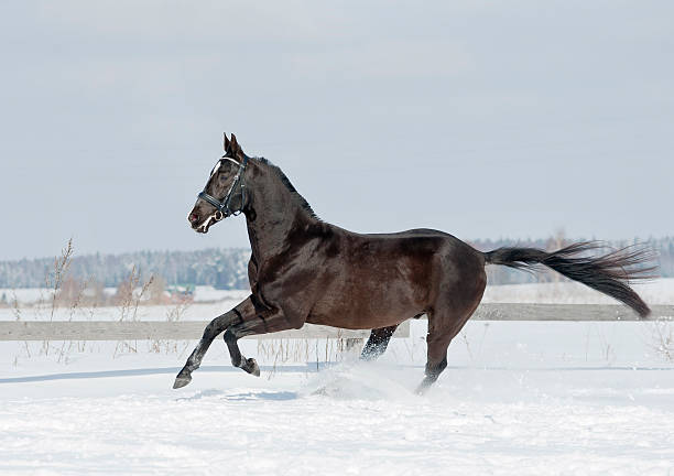 istock black horse in winter 142250663