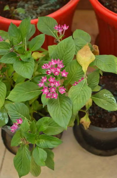 Photo of pentas flowers. pentas is a genus of flowering plants in the family Rubiaceae. tropical hairy green leaves and clusters of flowers in shades of red, white,pink and purple. Attractive to butterflies.