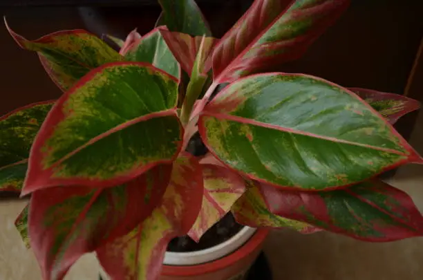 Lipstick red Aglaonema plant planted in a pot. India monsoon season.One of the most beautiful ornamental house plant. Air purifier indoor plants. Needs minimal care.Considered as the lucky plant fengshui.