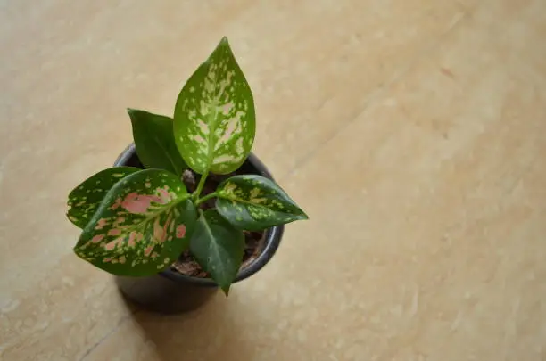 Green and red Aglaonema plant planted in a pot. India monsoon season.One of the most beautiful ornamental house plant. Air purifier indoor plants. Needs minimal care.Considered as the lucky plant fengshui.