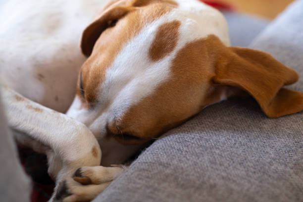 A sleeping dog with its face tucked in under its paws