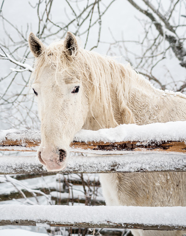 Close up of a white horse under a soft snowfall