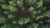 istock Flight over the forest. Tall trees. The view from the helicopter. Helicopter search. Forward camera movement at the same altitude. Version 1 1422509529
