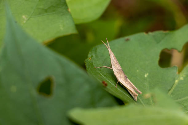 istock Small brown grasshopper on a green leaf 1422509612