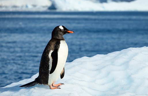 Crisp focus in this portrait of a Gentoo makes a special photograph. The penguin’s distinctive orange beak, white patch above the eye, and broom tail are clearly seen. Photo was made while the bird was floating on an iceberg in Paradise Bay, Antarctic Peninsula.