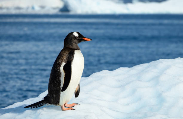 portret pingwina gentoo nad morzem - gentoo penguin zdjęcia i obrazy z banku zdjęć