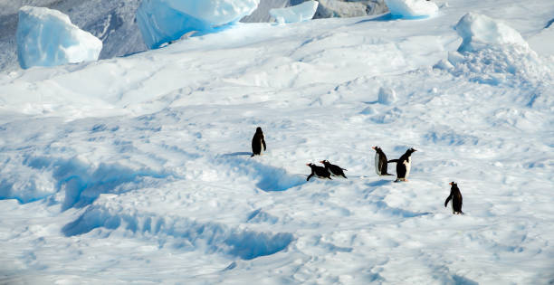 istock Six Penguins Playing on an Ice Shelf in Paradise Bay, Antarctica 1422511571
