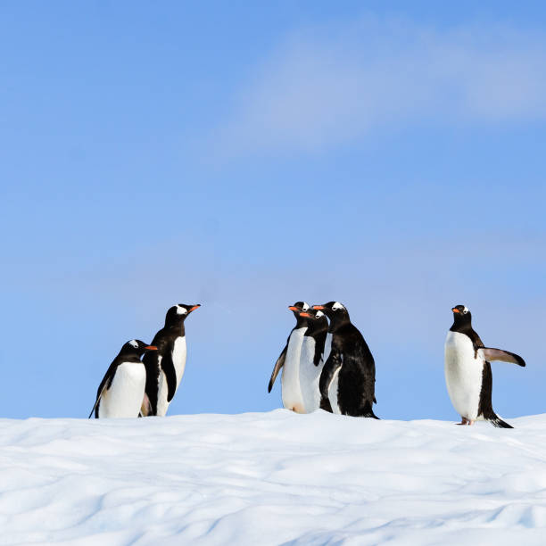 빙산의 꼭대기에있는 젠투 펭귄 그들의 지도자로부터 지시를 얻는 - bird black penguin gentoo penguin 뉴스 사진 이미지