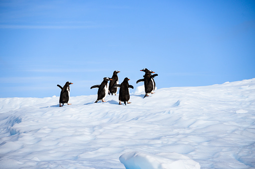 Gentoo penguins scramble up the iceberg and when they are near the top they make a great image silhouetted against the clear blue sky. Paradise Bay on the Antarctic Peninsula. One photo of a series of eight of these penguins.