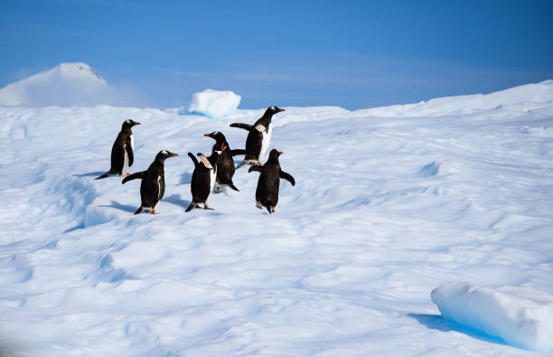 istock Gentoo Penguins Having a Conference on what Direction to Go. On an Antarctic Iceberg. 1422511800