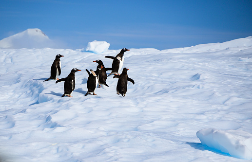 Family of penguins jumping over ice pack in Antarctica