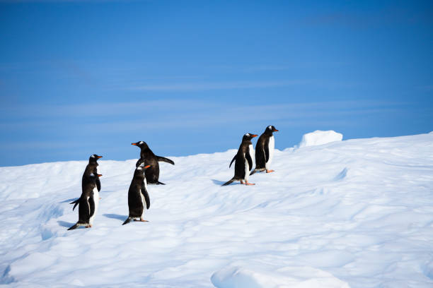 "Are We Almost to the Top Yet?" the Gentoo Penguin Seems to be Saying. Beautiful clear blue sky. stock photo