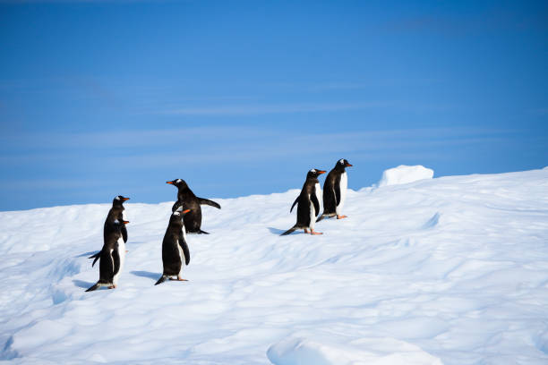 "czy jesteśmy jeszcze prawie na szczycie?" – zdaje się mówić pingwin gentoo. piękne czyste błękitne niebo. - gentoo penguin zdjęcia i obrazy z banku zdjęć