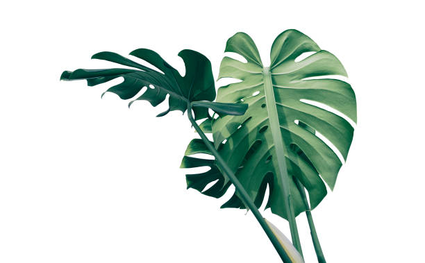 istock Tropical foliage, Monstera plant isolated on white background 1422512128