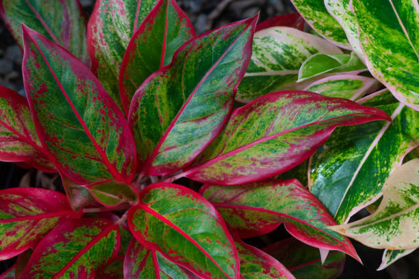 istock tropical leaves, colorful nature background 1422512130