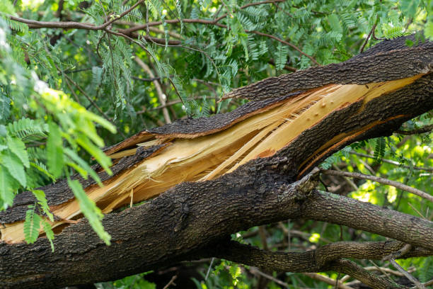 istock storm damage tree crack trunk after strong wind and heavy rain 1422512864