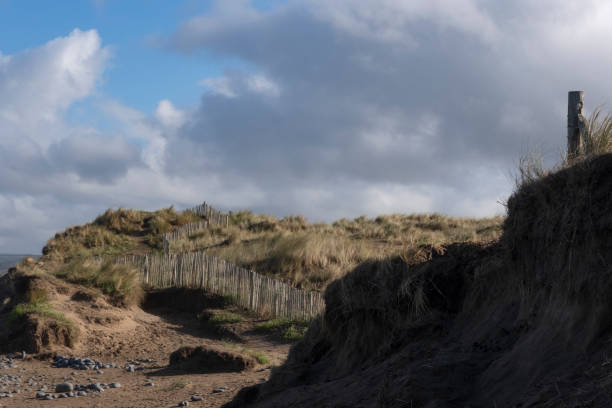 Fences protecting sanddunes Sand dunes on the North Devon coast, Braunton Burrows. braunton stock pictures, royalty-free photos & images