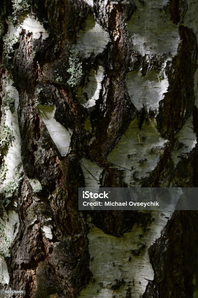 The bark of a birch tree The bark of a birch tree, from the youngest, by advantage is white with rare dark lines, to the old, uneven, overgrown with green moss. Natural natural background for graphic projects. Abstract Stock Photo