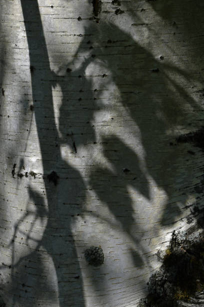 istock The bark of a birch tree 1422515168
