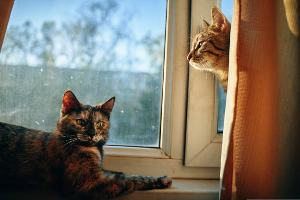 istock Two cute fluffy cats on windowsill. 1422517642