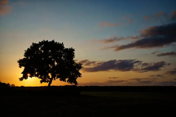 Oak tree in sunset, Fischland-Darß peninsula, Mecklenburg-West Pomerania, Germany