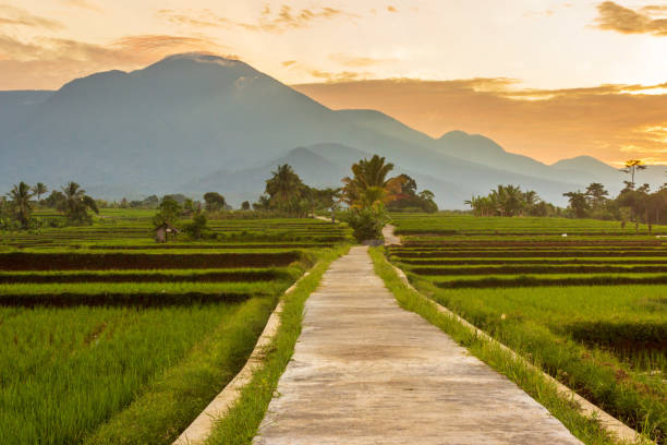 istock Indonesian scenery, on a sunny morning in the rice fields 1422521748