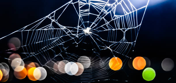Spider web at night stock photo