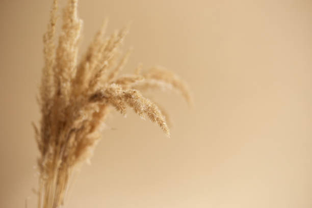 istock Branches of pampas grass in vase on beige background. interior decoration. copy space 1422525321