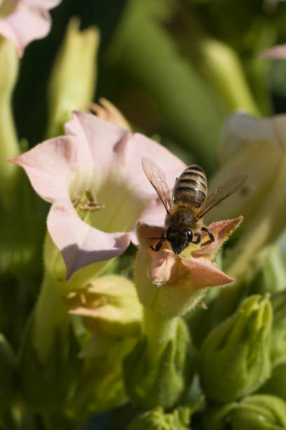 istock A bee on a tobacco flower. 1422529836