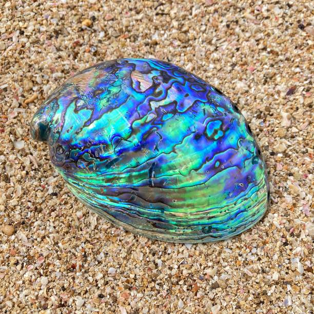Red Abalone Shell Pattern 40+ Red Abalone Photos Stock Photos, Pictures & Royalty-Free Images ...
