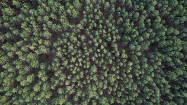 Flight over the forest. Tall trees. The view from the helicopter. Helicopter search. Ascending camera movement. Version 8