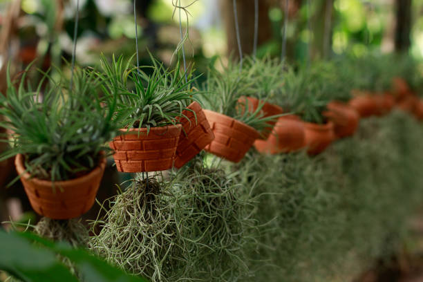 istock Airplants in Hanging Pots 1422539069