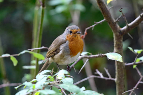 istock A wild Robin bird sitting on a branch in the forest. 1422539442