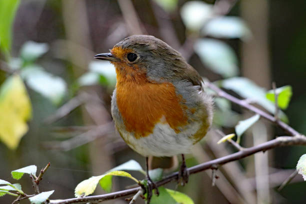 istock A wild Robin bird sitting on a branch in the forest. 1422539629