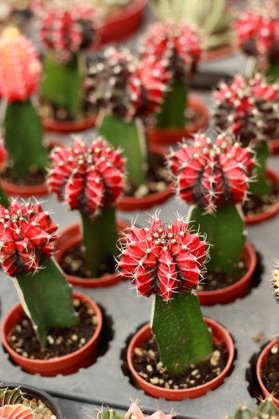 istock Gymnocalycium mihanovichii or moon cactus grafted on ordinary cactus 1422539820