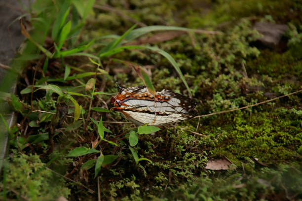 istock Cyrestis thyodamas or the common map butterfly 1422540685