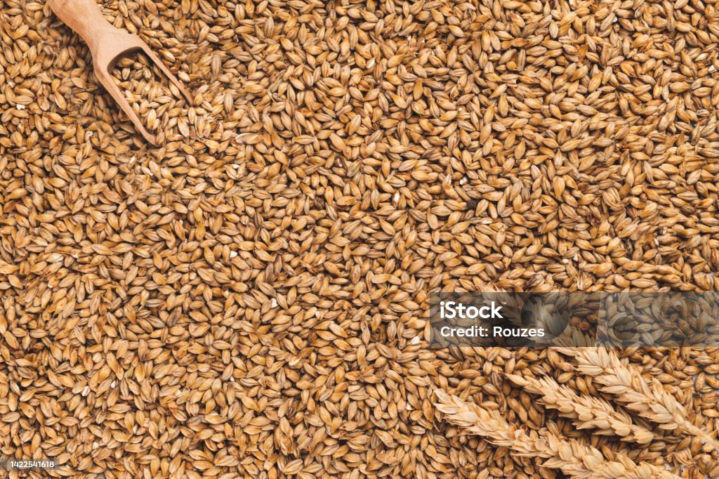 Wheat grains background Wheat grains as agricultural background Abstract Stock Photo