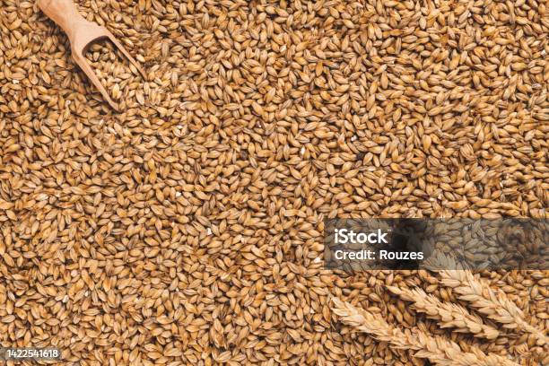 Wheat Grains Background Stock Photo - Download Image Now - Abstract, Agricultural Field, Agriculture