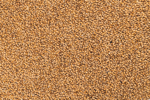 Wheat grains as agricultural background