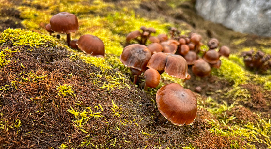 wild mushrooms growing on the tundra during the summertime in Svalbard.